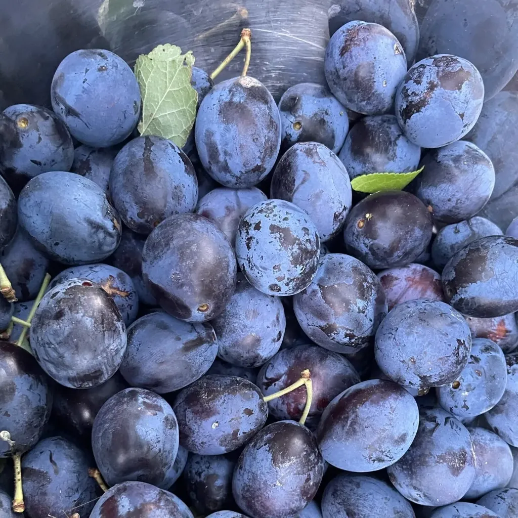 Damson Plum Jam