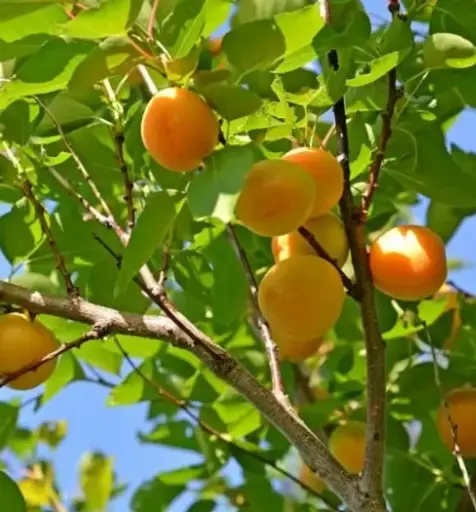 [ACJ] Apricot Cardamom Jam