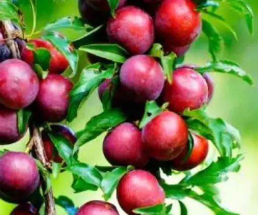 Plum Shiraz Jam